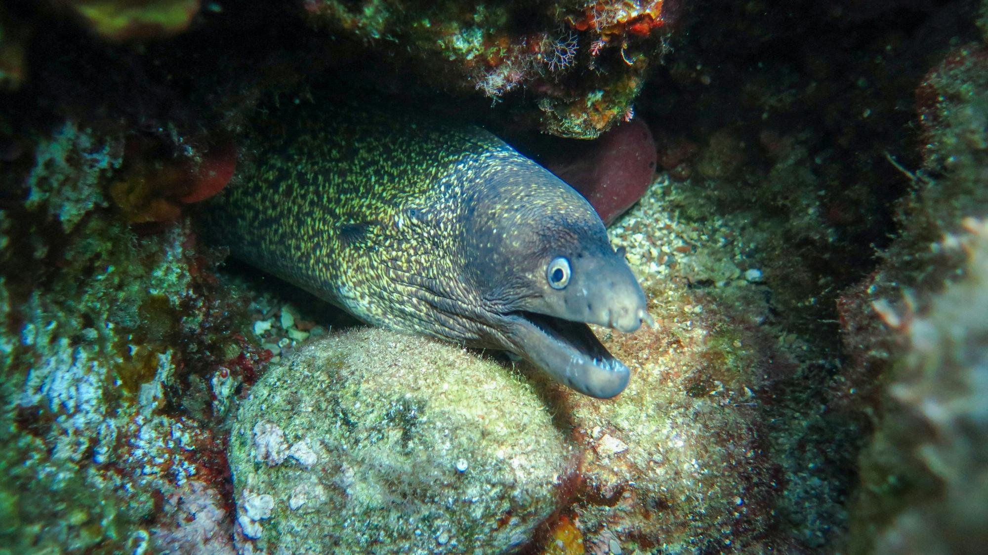 Marmaris scuba diving