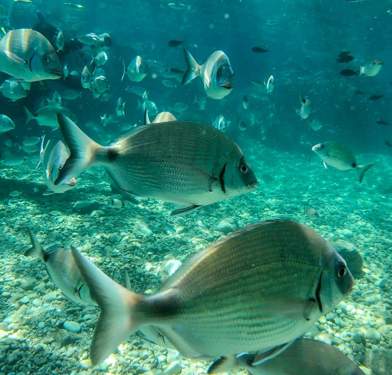 Marmaris scuba diving