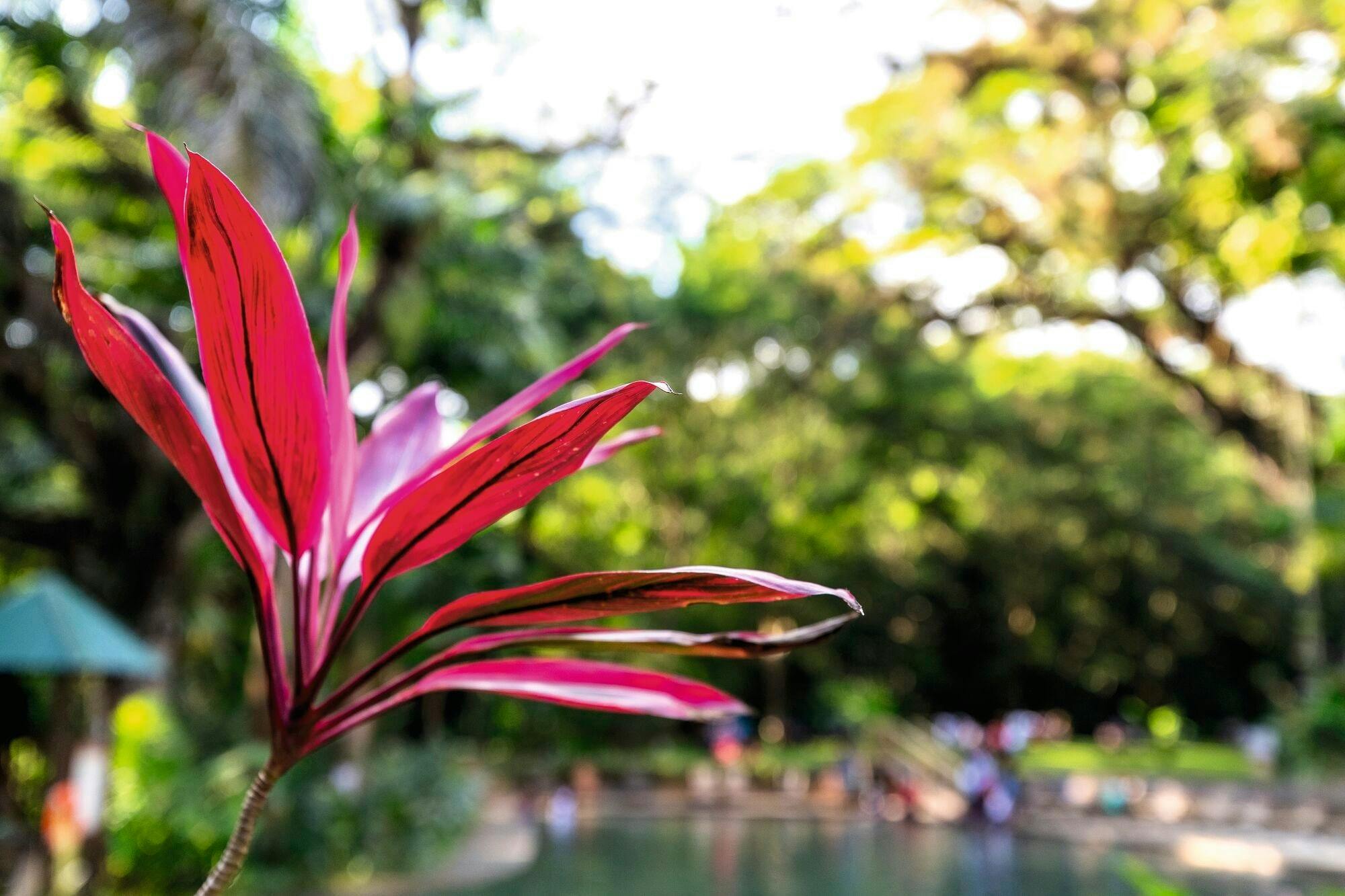 Appleton Rum tasting, YS Falls and Pelican Bar tour