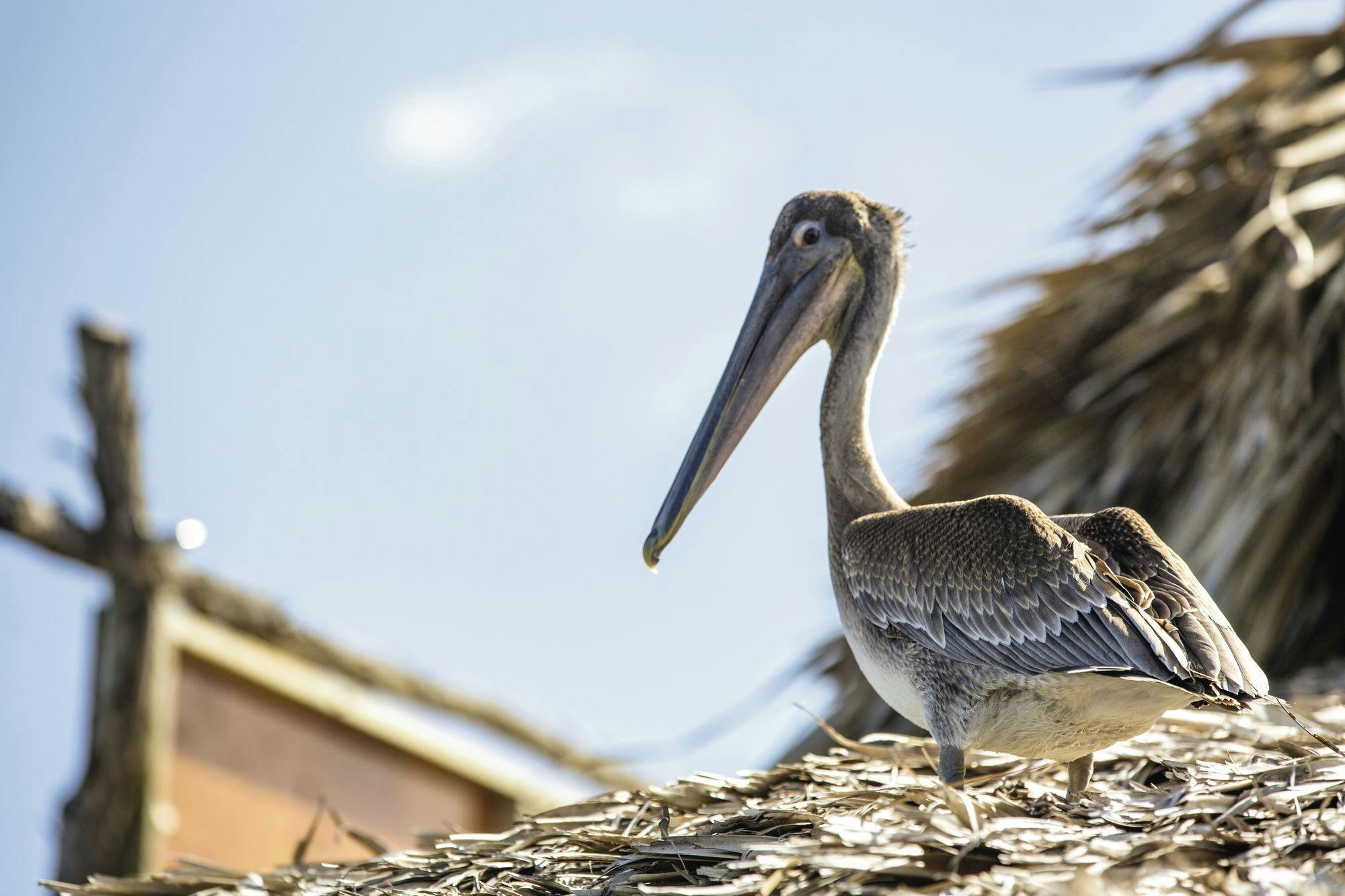 Appleton Rum, YS Falls and Pelican Bar private tour