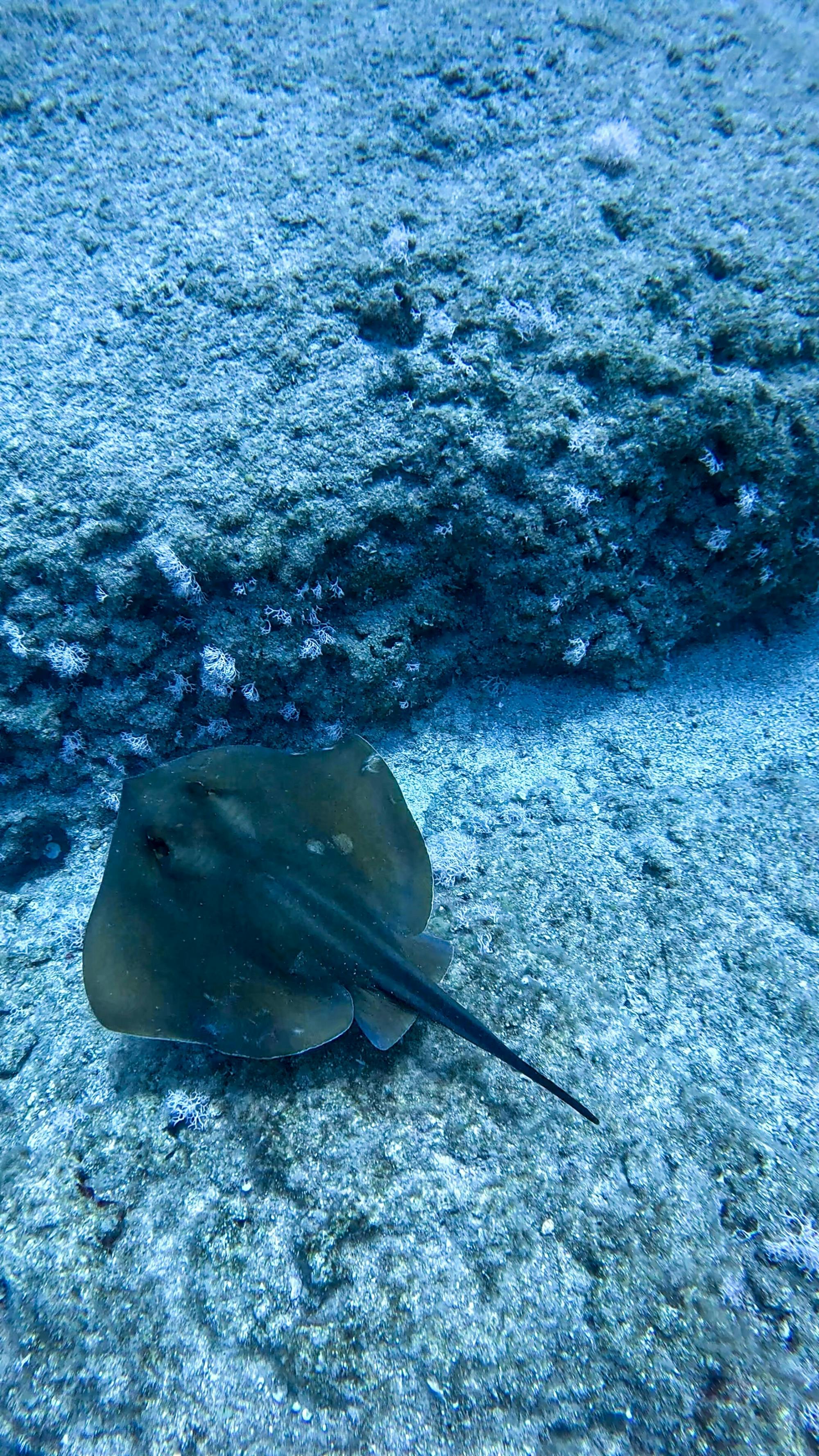 Bodrum scuba diving
