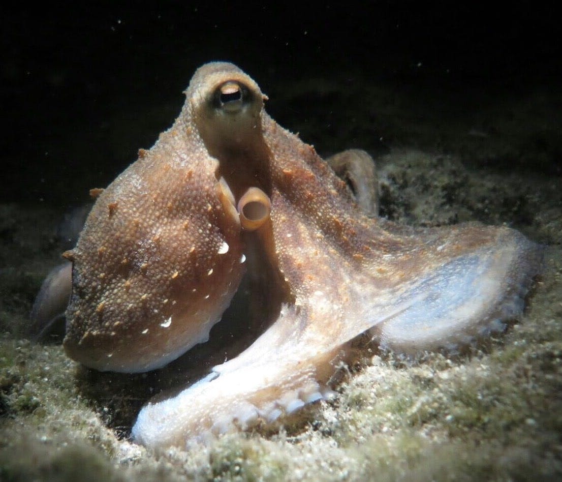 Bodrum scuba diving