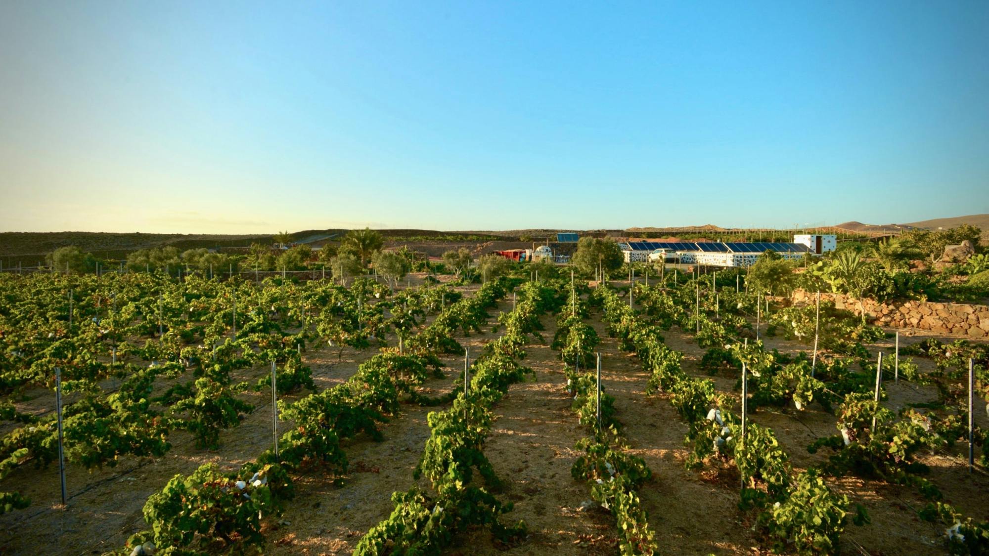 Family wine-tasting tour of Conatvs Winery in Fuerteventura