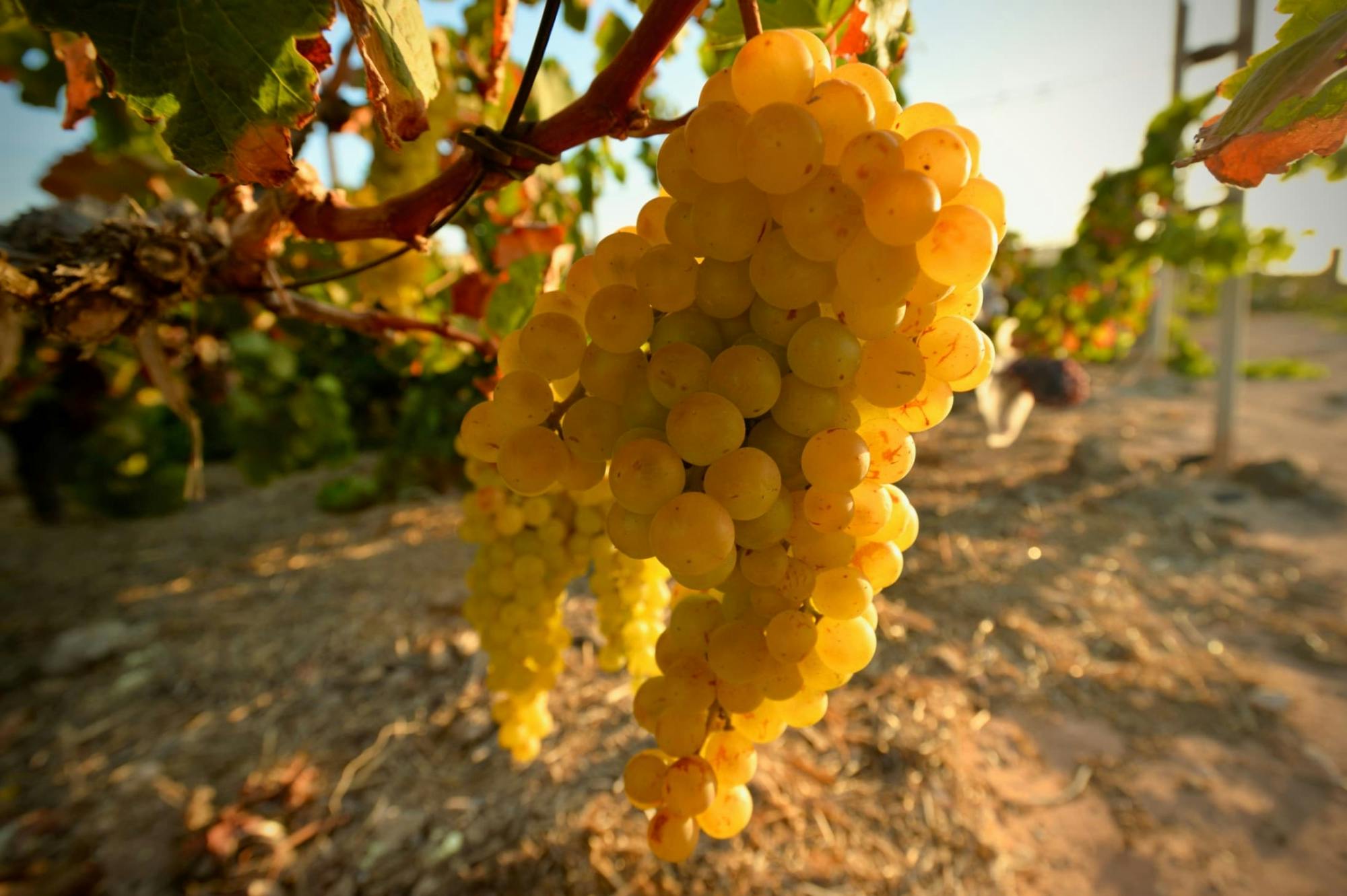 Family wine-tasting tour of Conatvs Winery in Fuerteventura