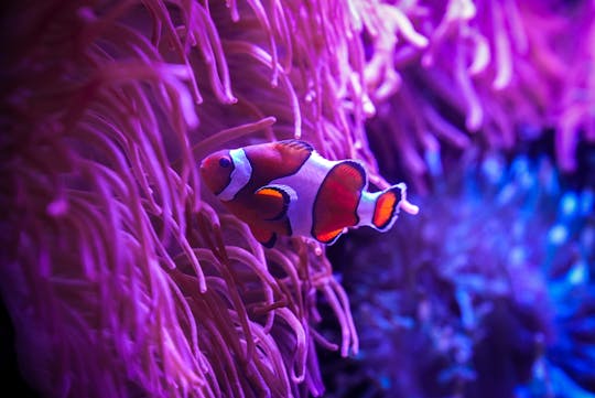 Tickets to ZooQuarium in Tampa