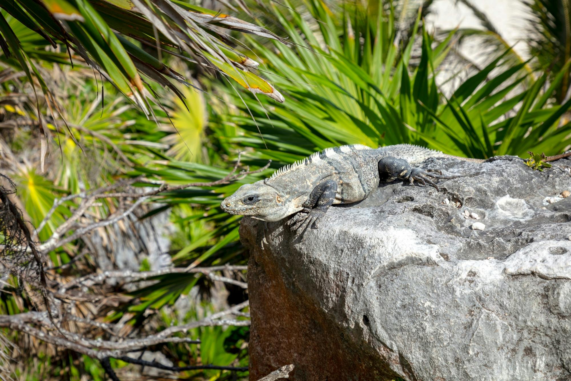 Guided tour of Tulum and visit to a modern Maya community