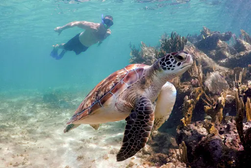 Tulum, cenote swim, turtle snorkelling and beach club combo tour