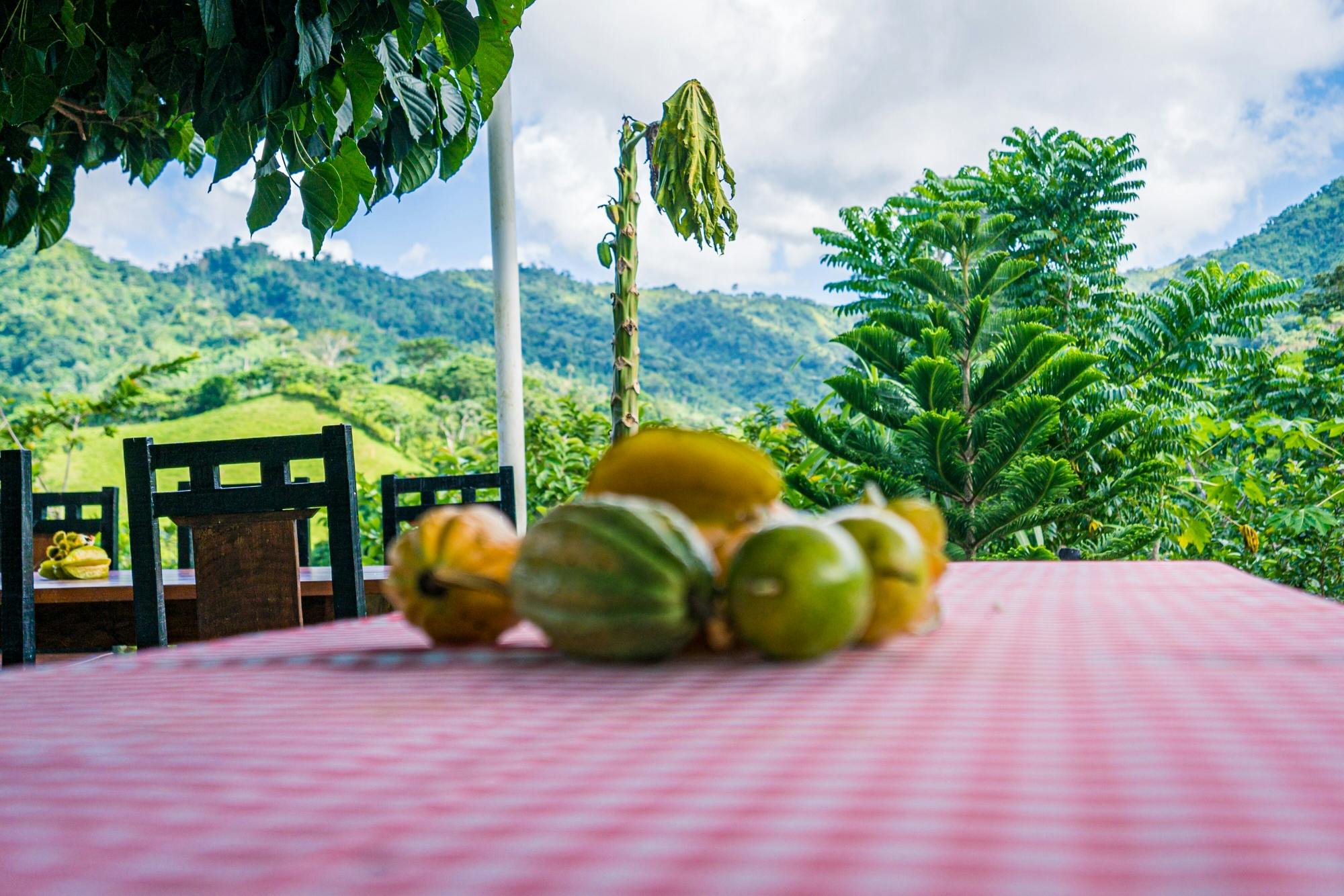 Full-day Dominican culture experience from Punta Cana with lunch