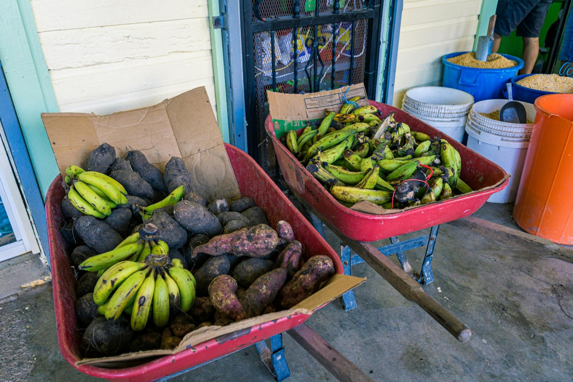 Full-day Dominican culture experience from Punta Cana with lunch