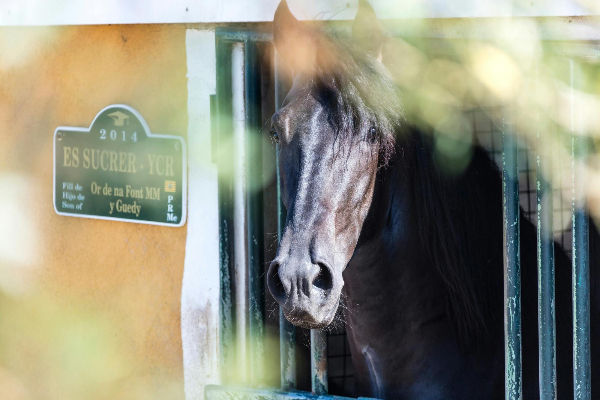 Menorca tour of Binissues and Fornells with beach and stables visit