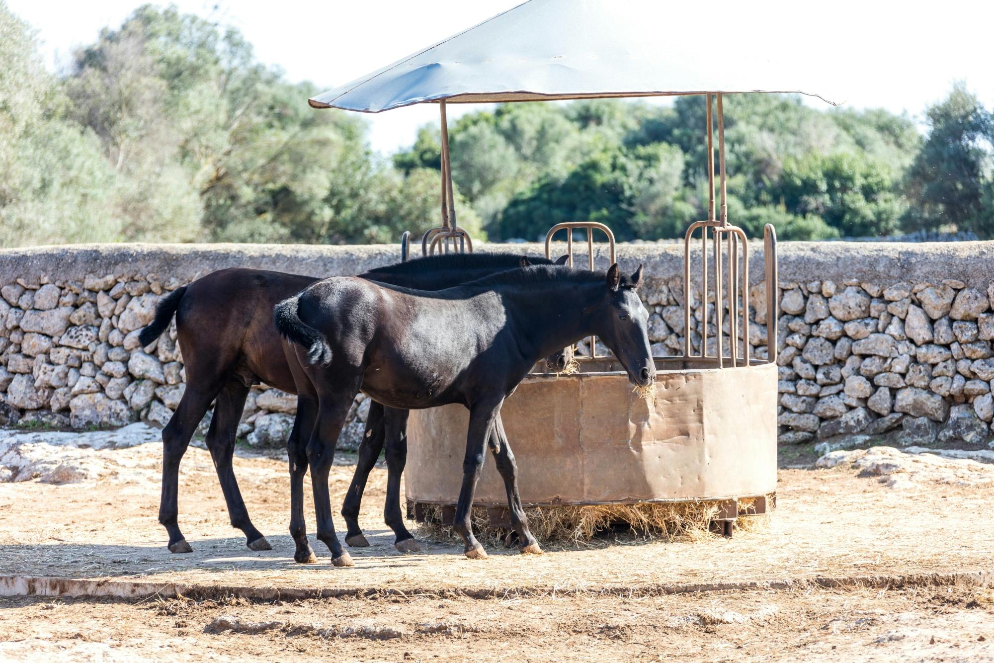 Menorca tour of Binissues and Fornells with beach and stables visit