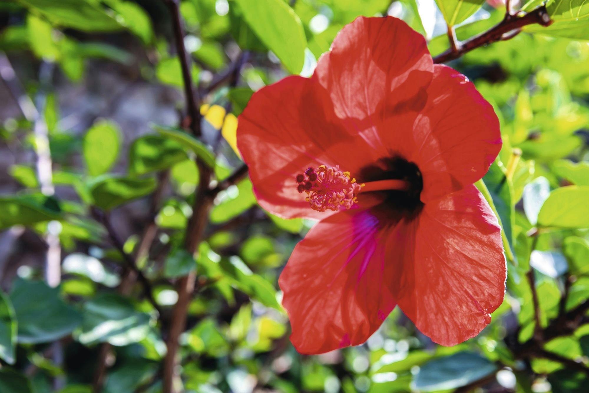 Marimurtra Botanical Gardens and Girona guided walking tour