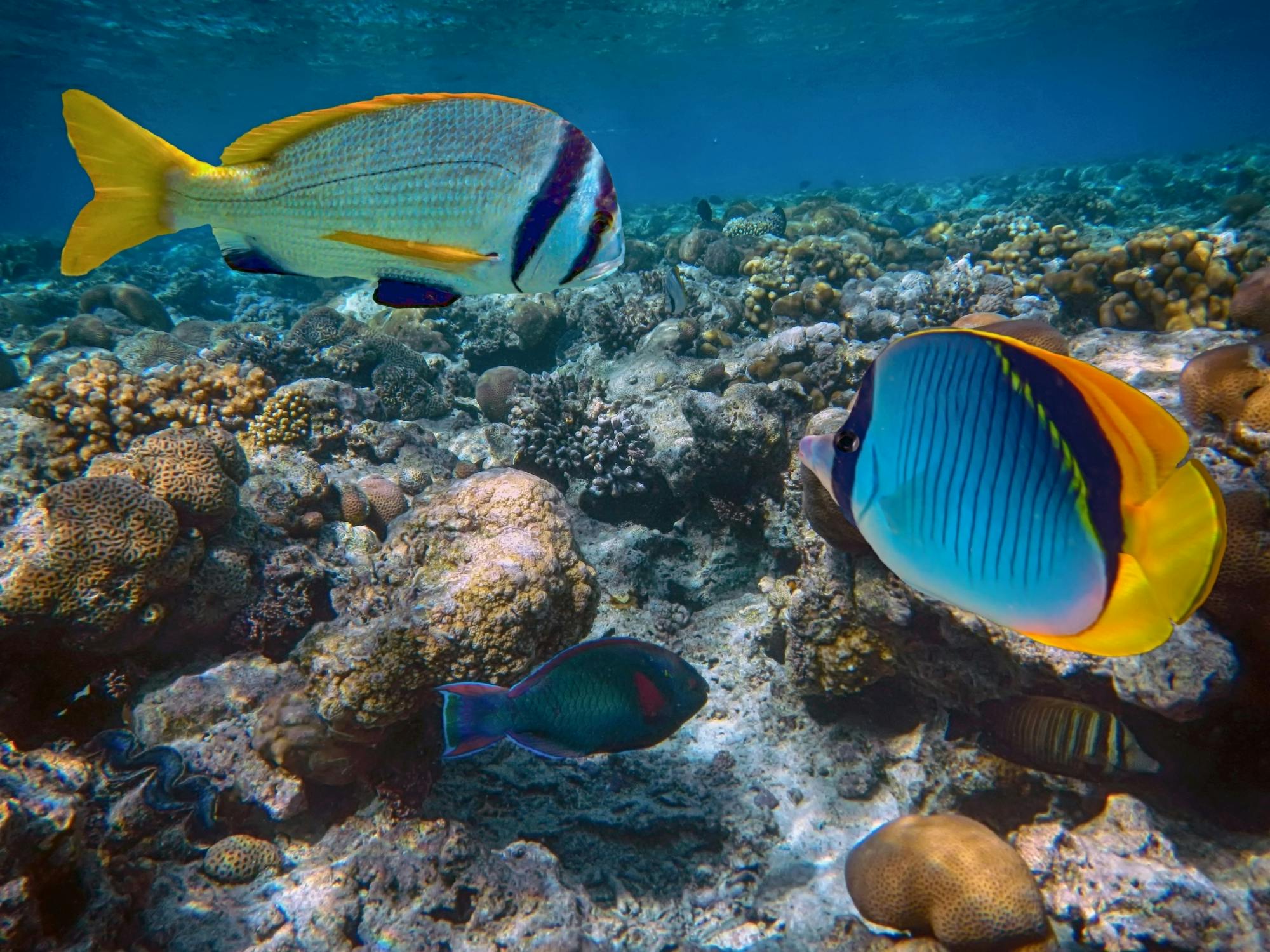 Riviera Maya half-day snorkelling tour