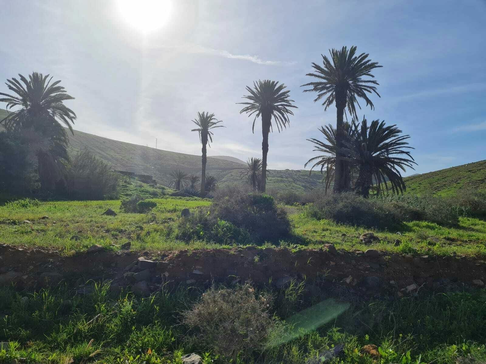 Betancuria half-day hiking tour