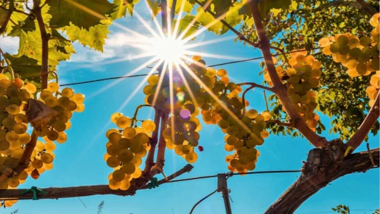 Wine and food tasting on Mount Etna vineyard from Taormina
