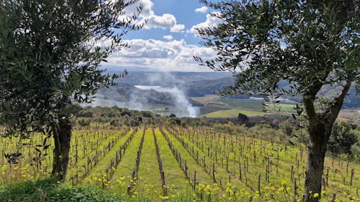 Calabrian vineyard tour with wine-tasting from Pizzo