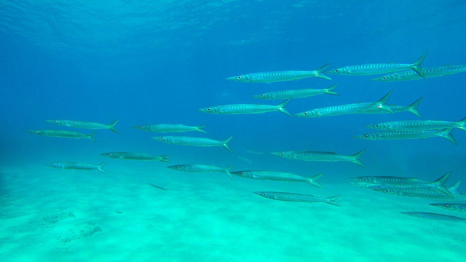 Exclusive Boat tours with Pachira from Fornells without Transfer