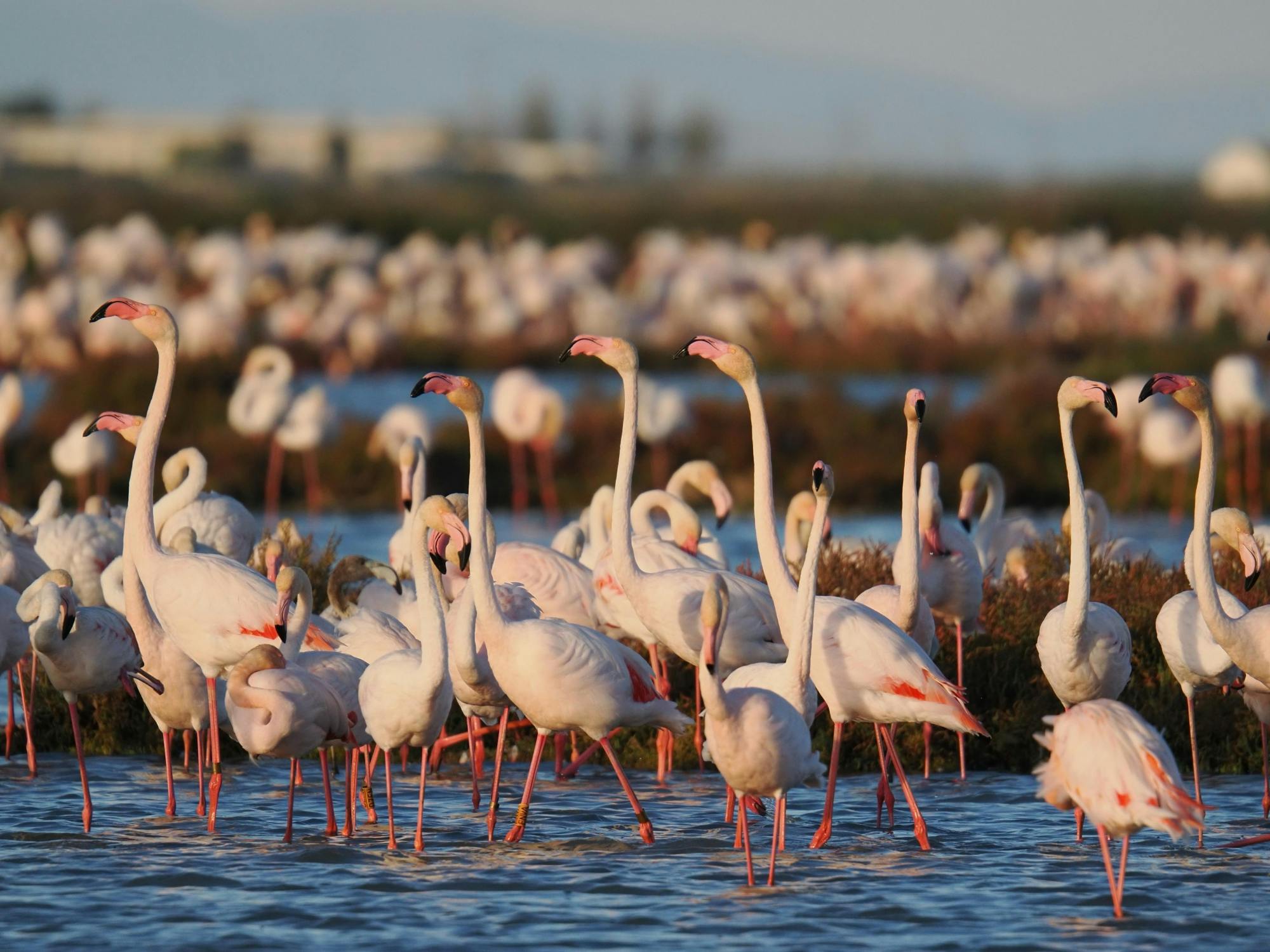 Ebro Delta flamingo and birdwatching tour at sunset