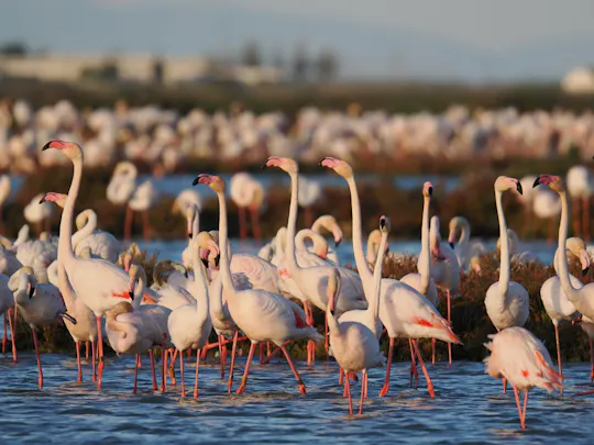 Passeio de observação de flamingos e aves ao pôr do sol no Delta do Ebro
