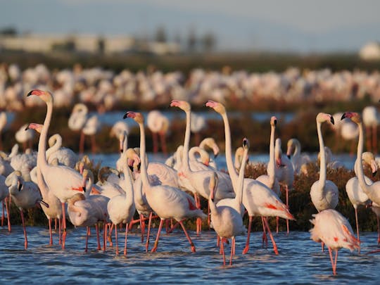Flamingo- en vogelexcursie in de Ebro-delta bij zonsondergang