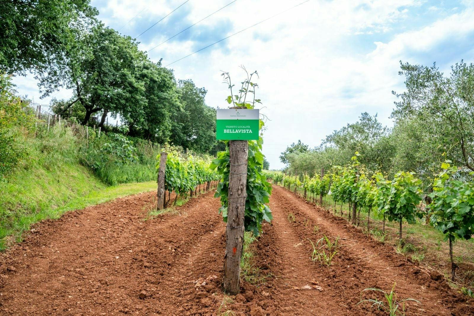 Calabrian vineyard tour with wine-tasting from Pizzo