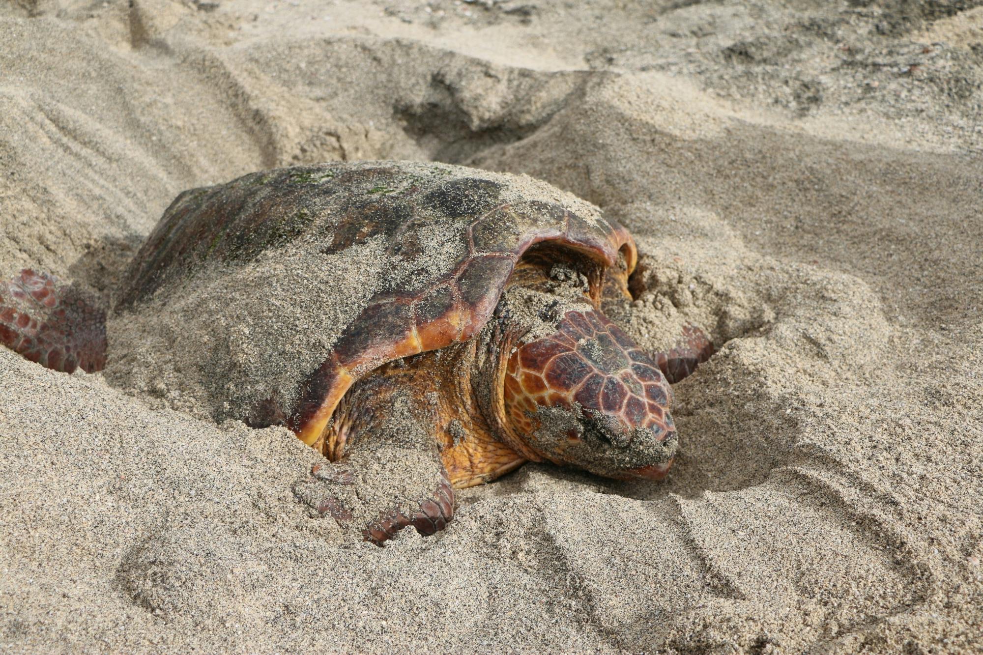 Sal Turtle Nesting Beach Tour