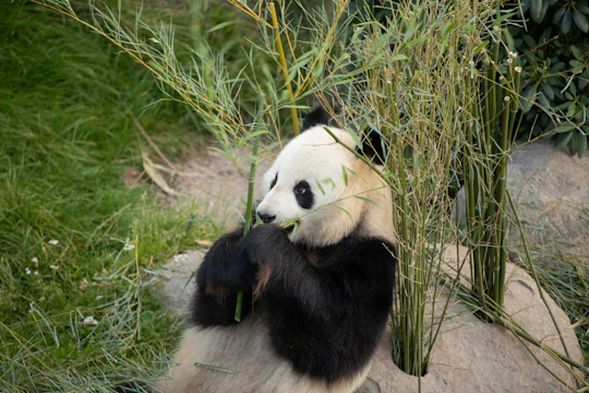 Copenhagen Zoo skip-the-line ticket with audio city tour and 1GB eSIM