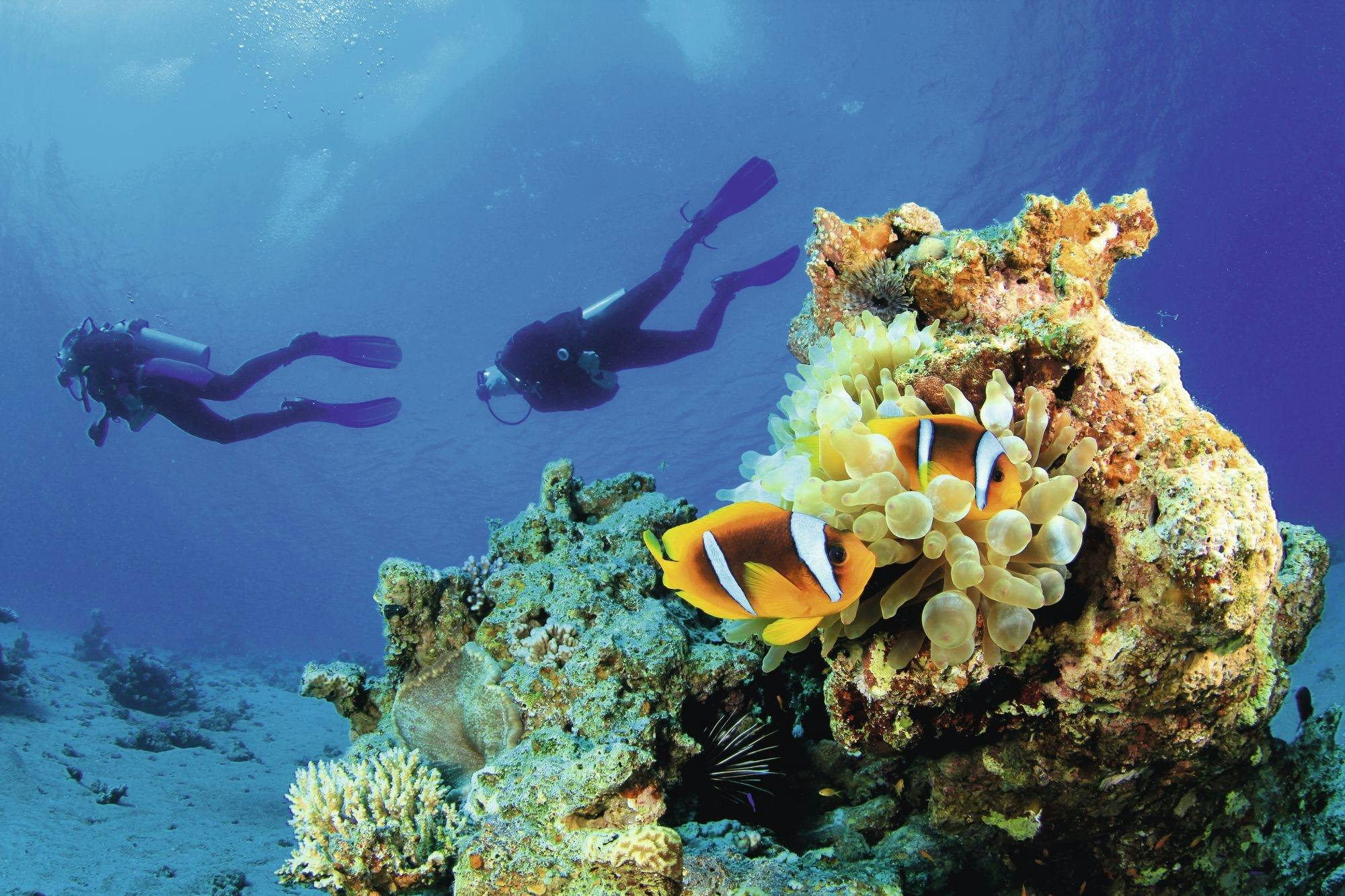 Puerto Vallarta or Las Caletas Scuba Diving Ticket