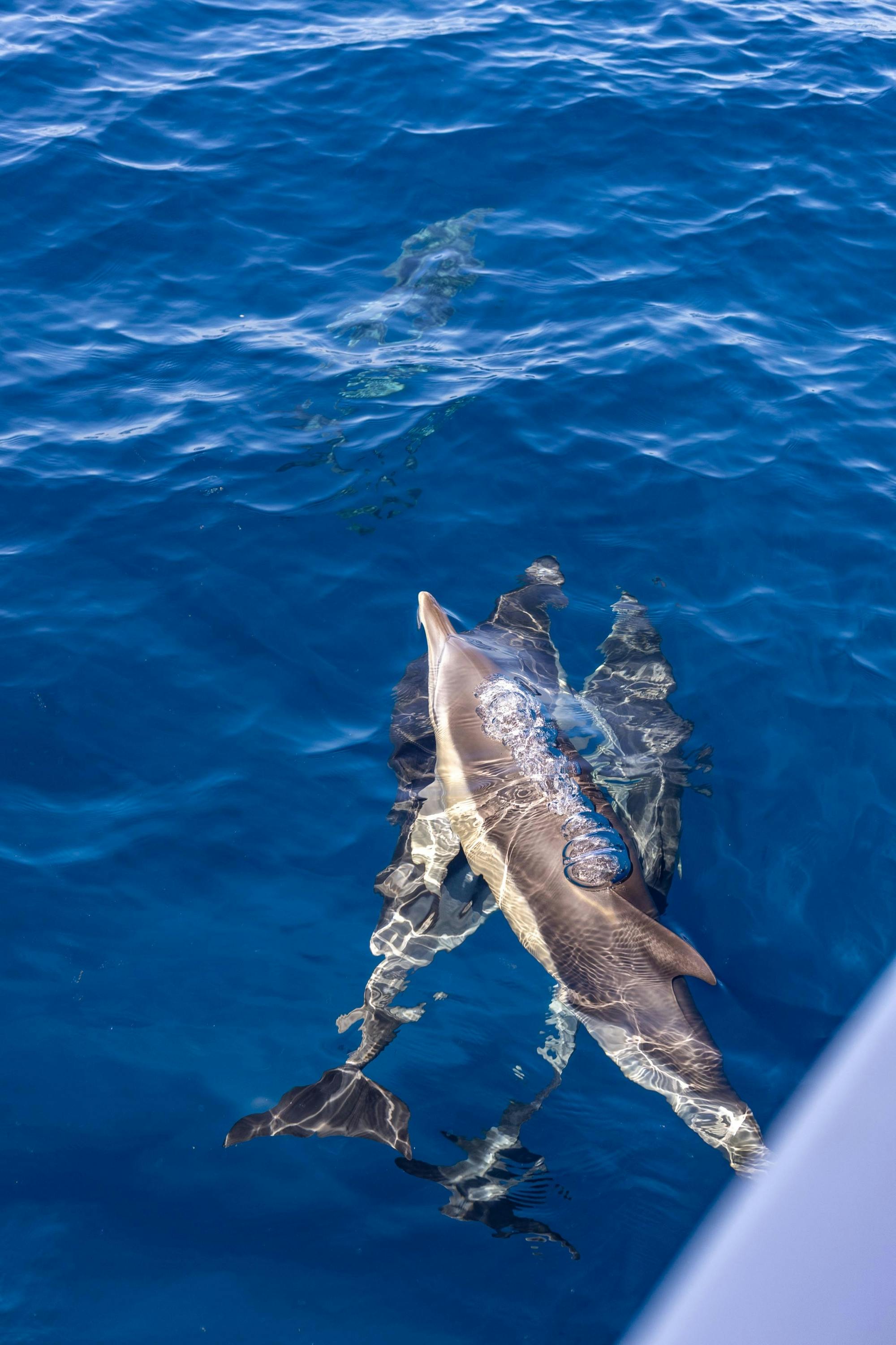 Observation des dauphins et visite de la grotte de Benagil en Algarve