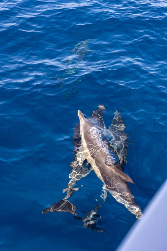 Dolphin watching and Benagil Cave experience in Algarve