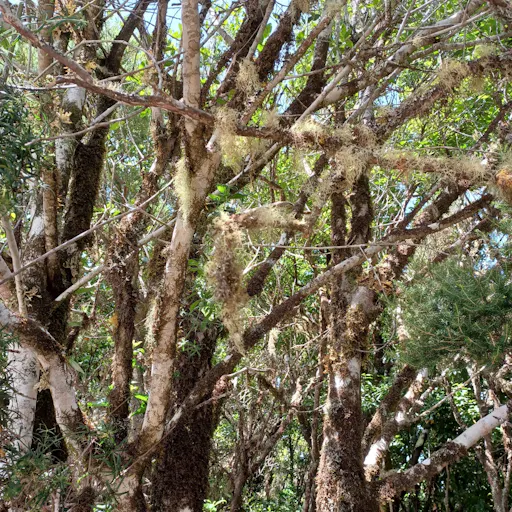 VIP guided tour of La Gomera with Garajonay Park and lunch