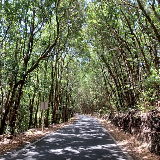 VIP guided tour of La Gomera with Garajonay Park and lunch