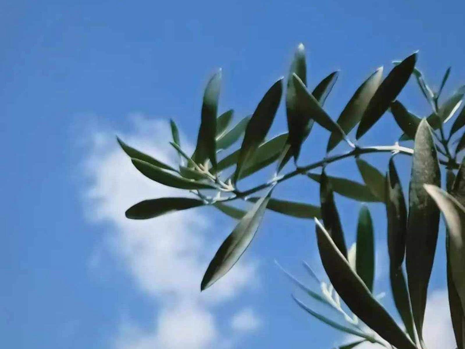 Granja Slow Food de Lefkas y visita con degustación de aceite de oliva