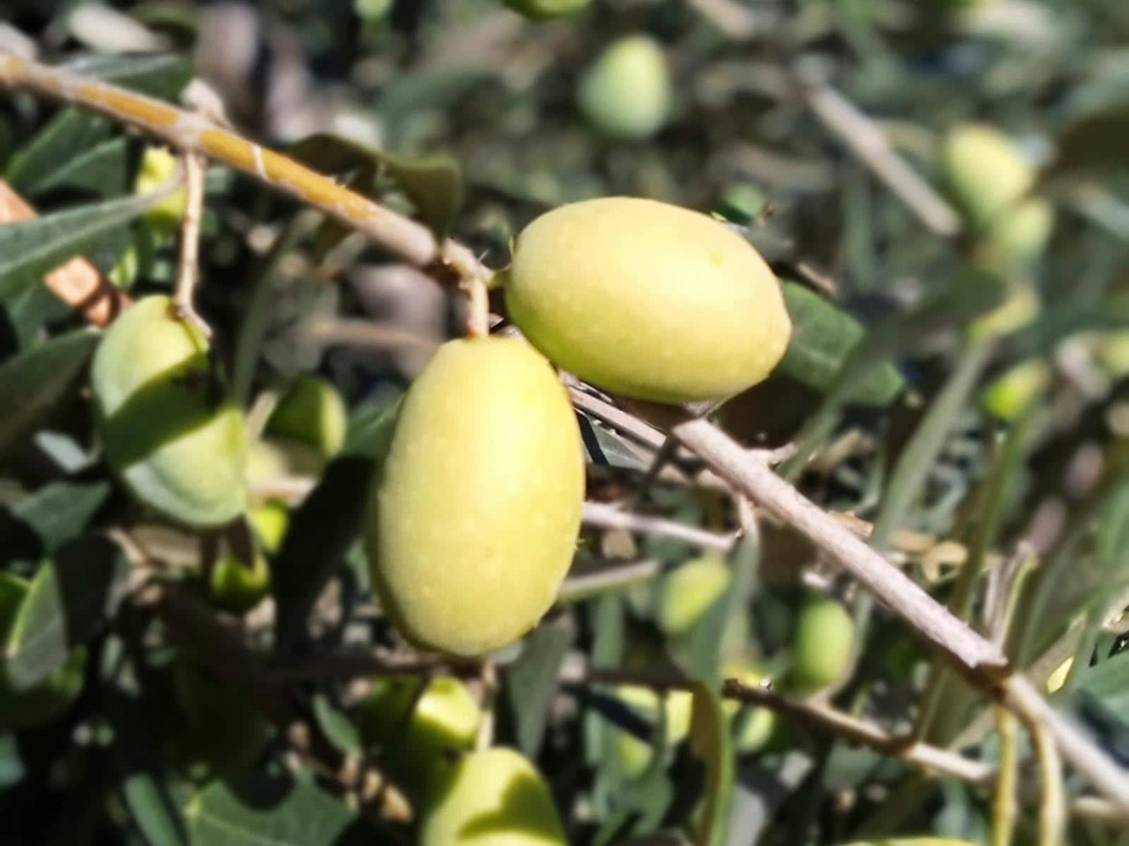 Lefkas Slow Food Farm and olive oil tour with tastings