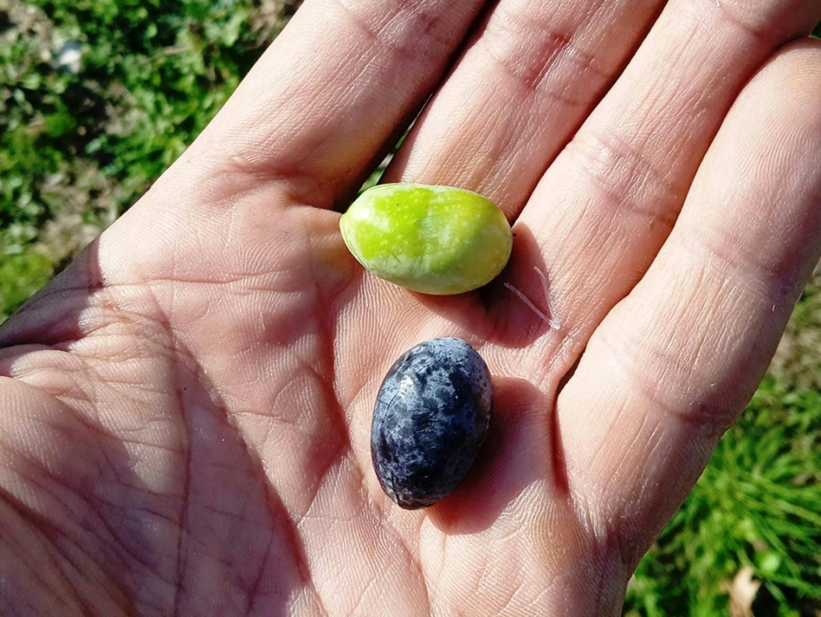 Lefkas Slow Food Farm and olive oil tour with tastings