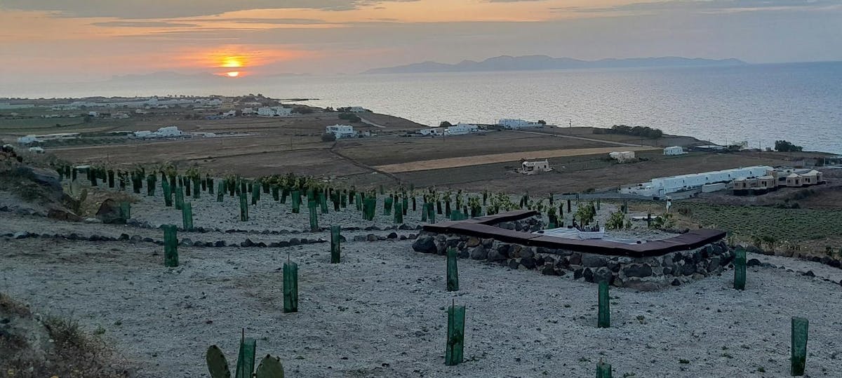 Privétour op een biologische boerderij op Santorini met olijfolieproeverij