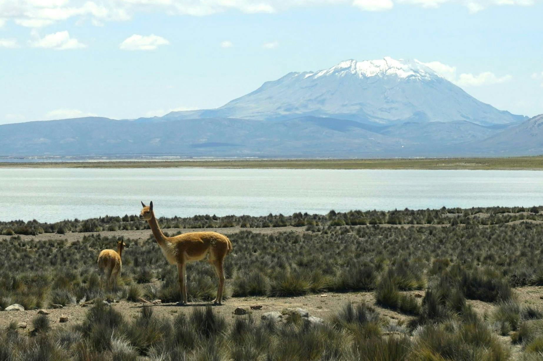 Salinas Salt Lagoon private full-day guided tour from Arequipa