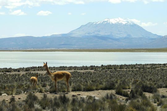Salinas Salt Lagoon private full-day guided tour from Arequipa