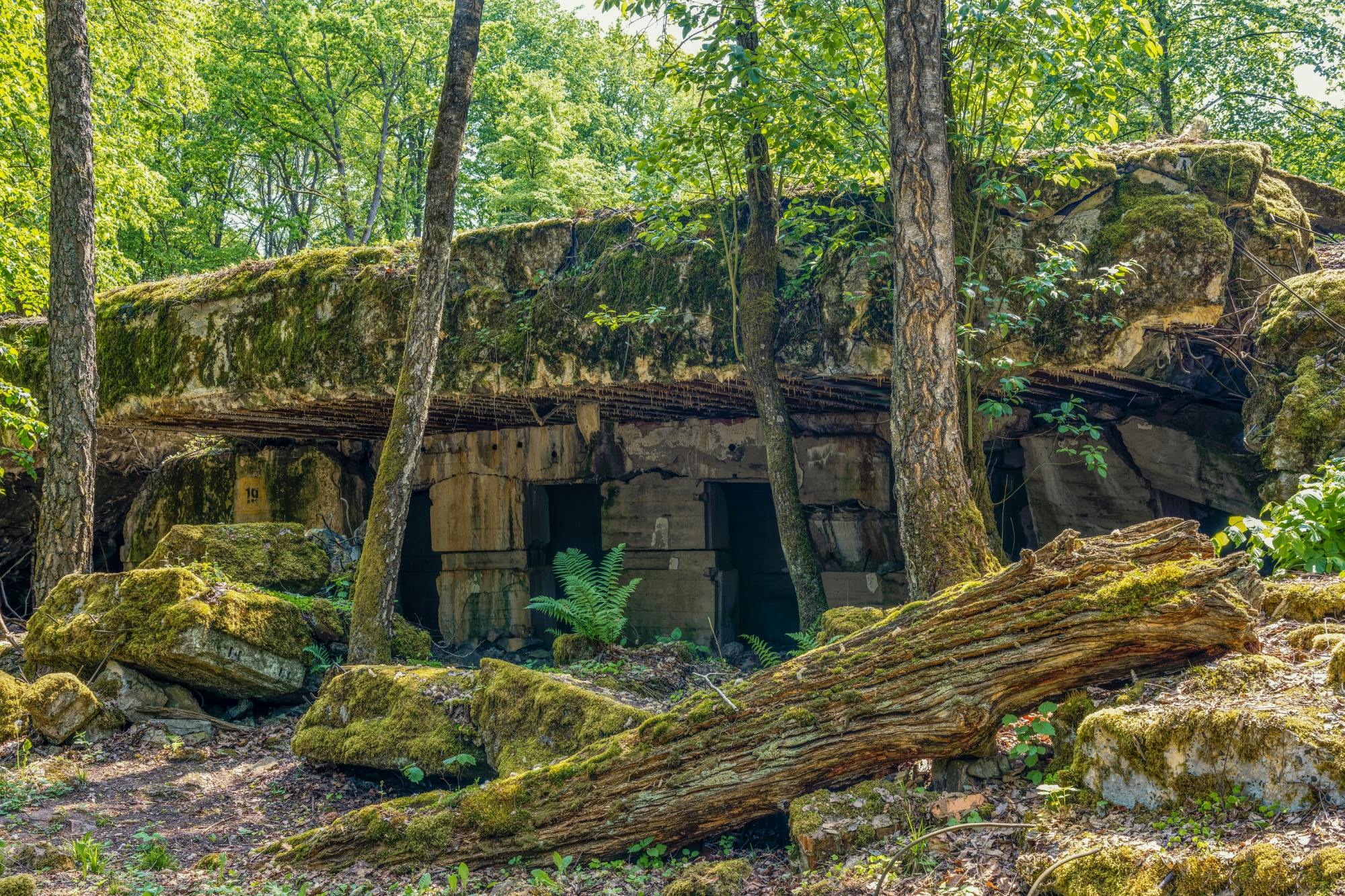 Full-day Wolf's Lair private tour and St. Lipka concert from Gdansk