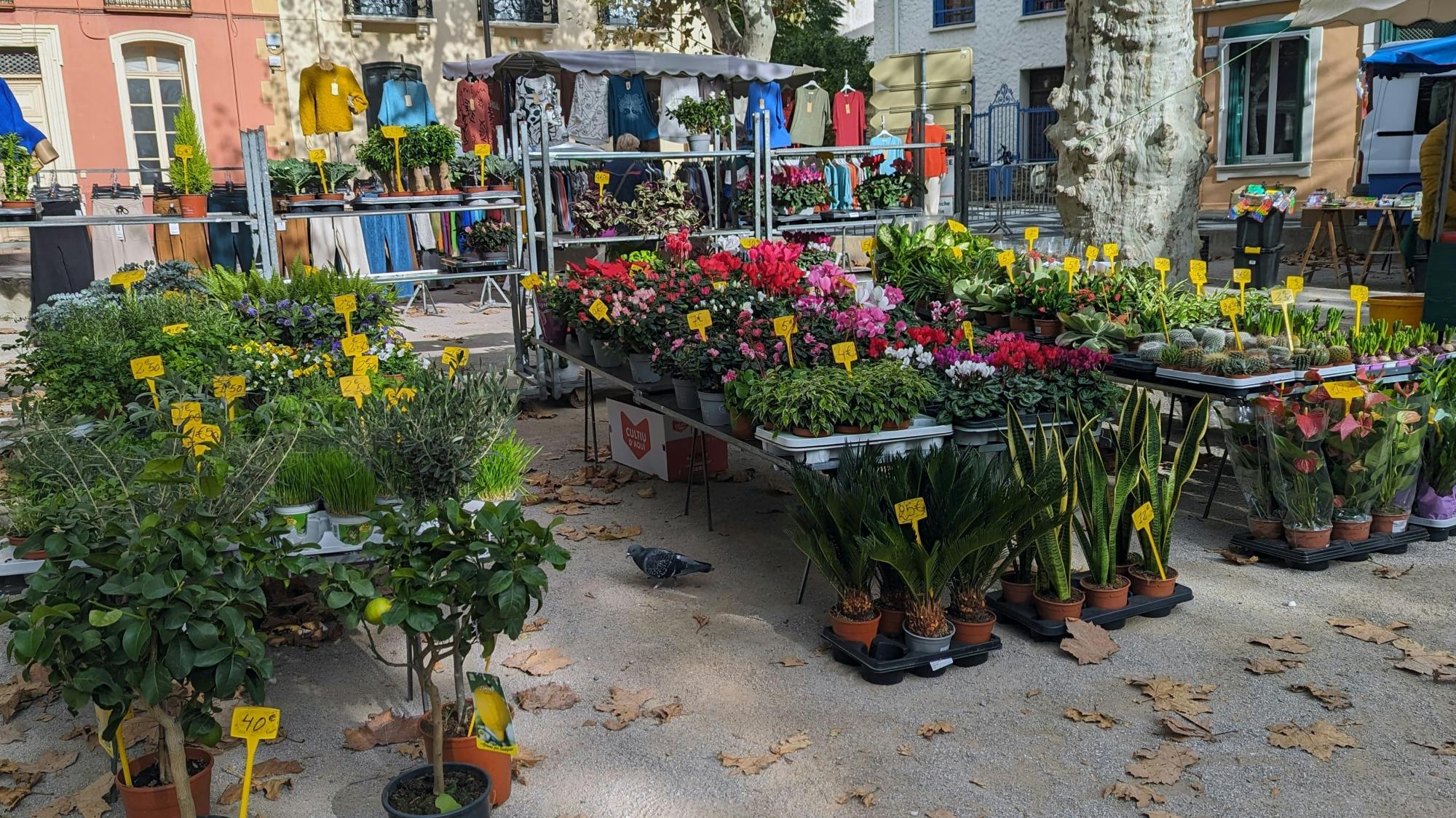 Collioure in the south of France from Spain with free time