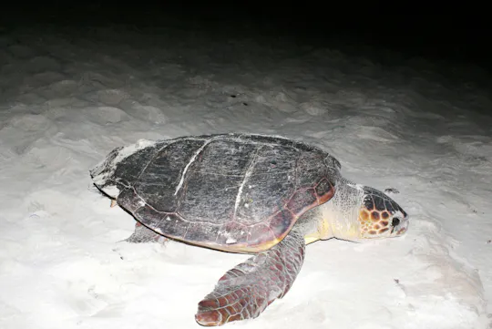 Boa Vista – tur til stranden der skilpadder legger egg, med transport