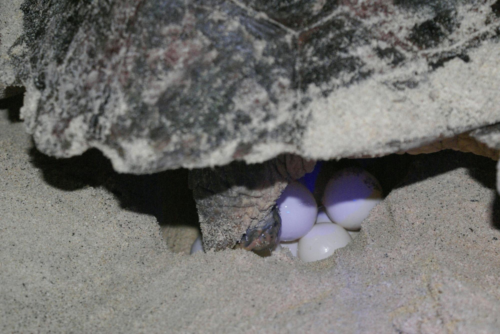 Boa Vista Turtle Nesting Beach Tour with Exclusive Transfer