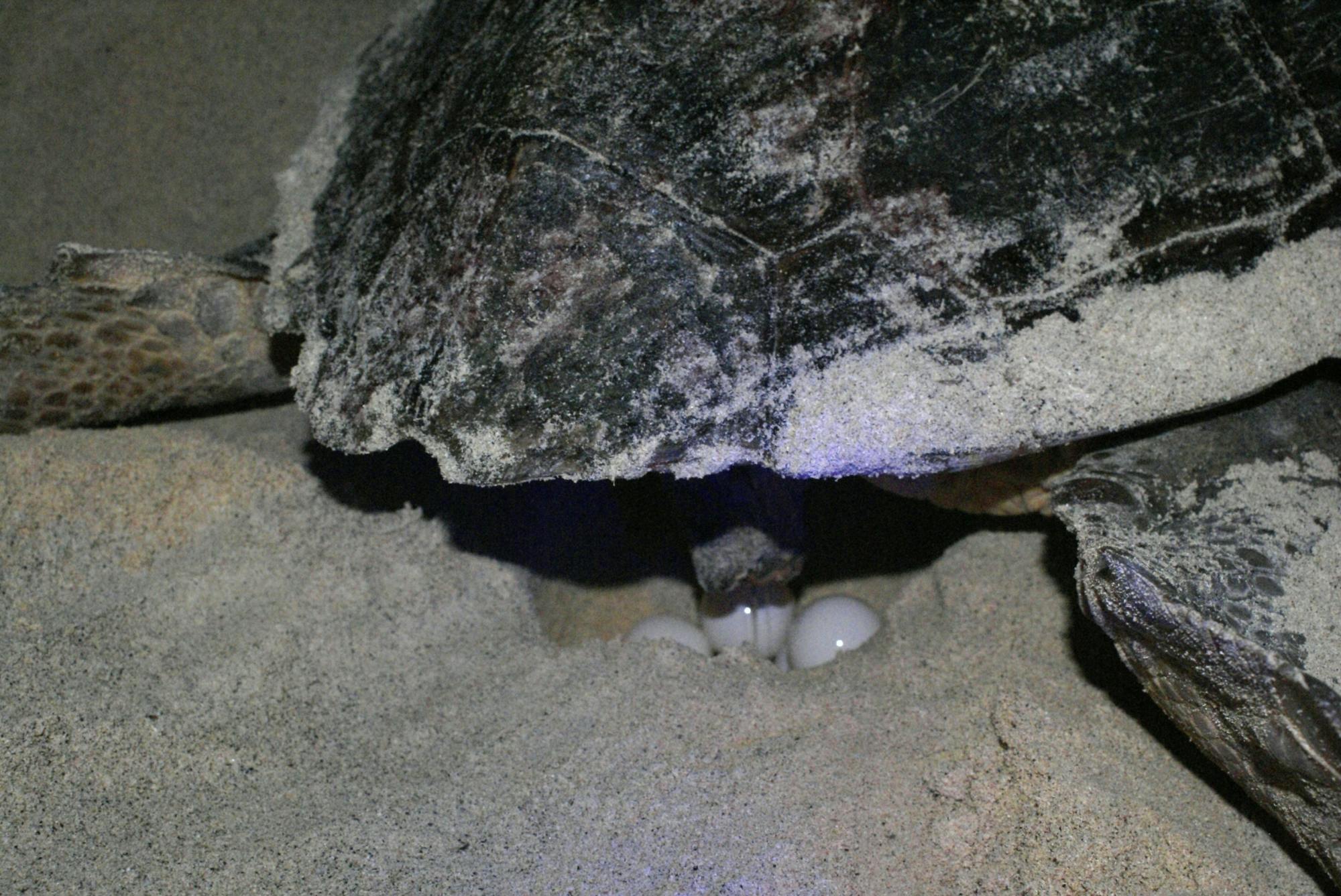 Boa Vista Turtle Nesting Beach Tour with Exclusive Transfer