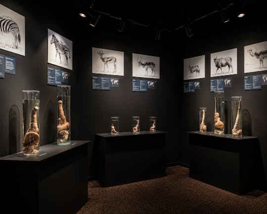 Bilet do Muzeum Fallologicznego wraz z audioprzewodnikiem po Reykjavíku i kartą eSIM