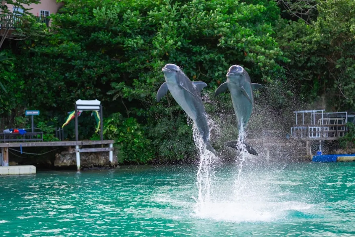 Dolphin Cove Ocho Rios regular tour