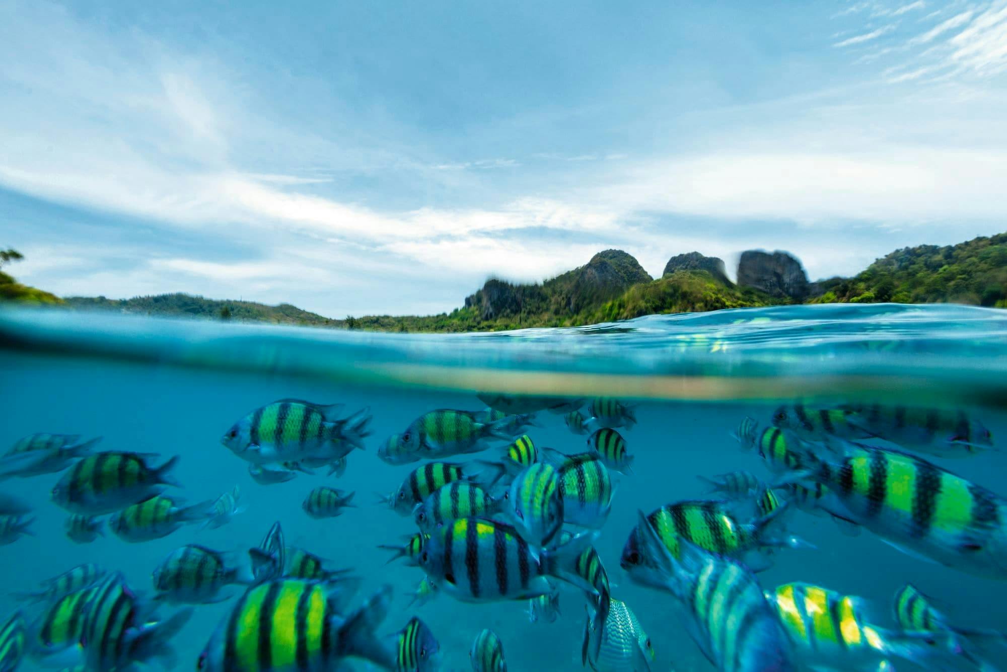 Full-day Phi Phi Islands tour with sunset by power catamaran from Phuket