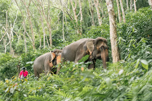 Half day elephant encounter from Phuket