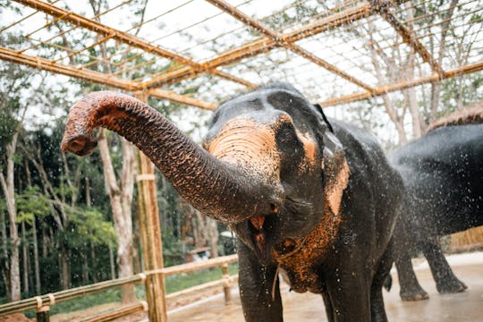 Halbtägige Elefantenbegegnung ab Phuket