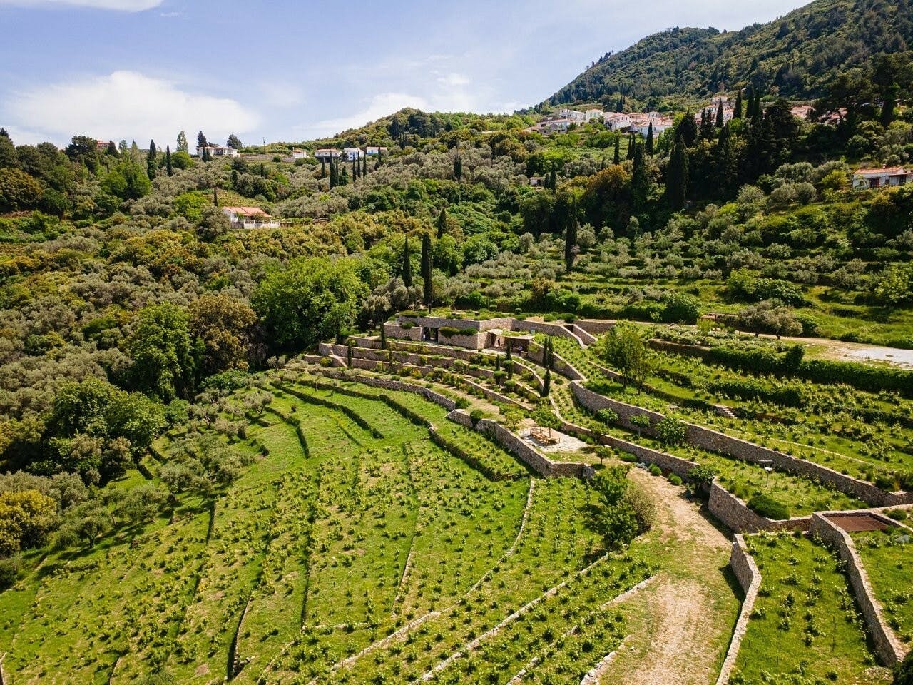 Samos wine and Metaxa-tasting tour