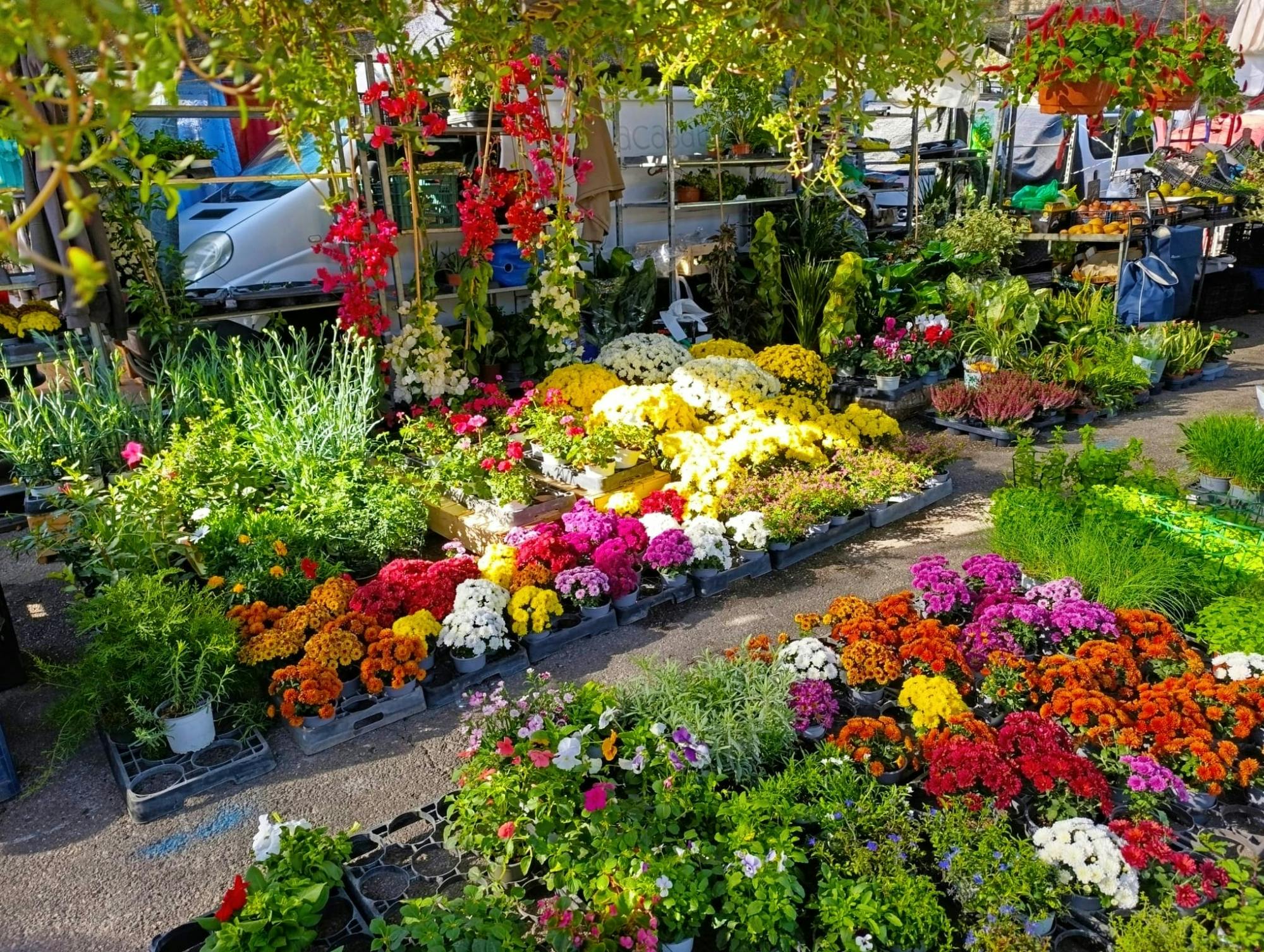 Fuengirola market, Puerto Marina and catamaran cruise tour